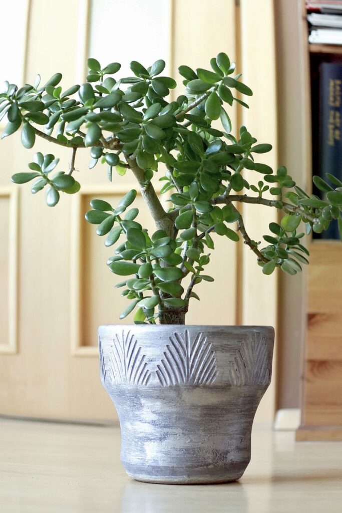 A jade plant in a white and blue pot.