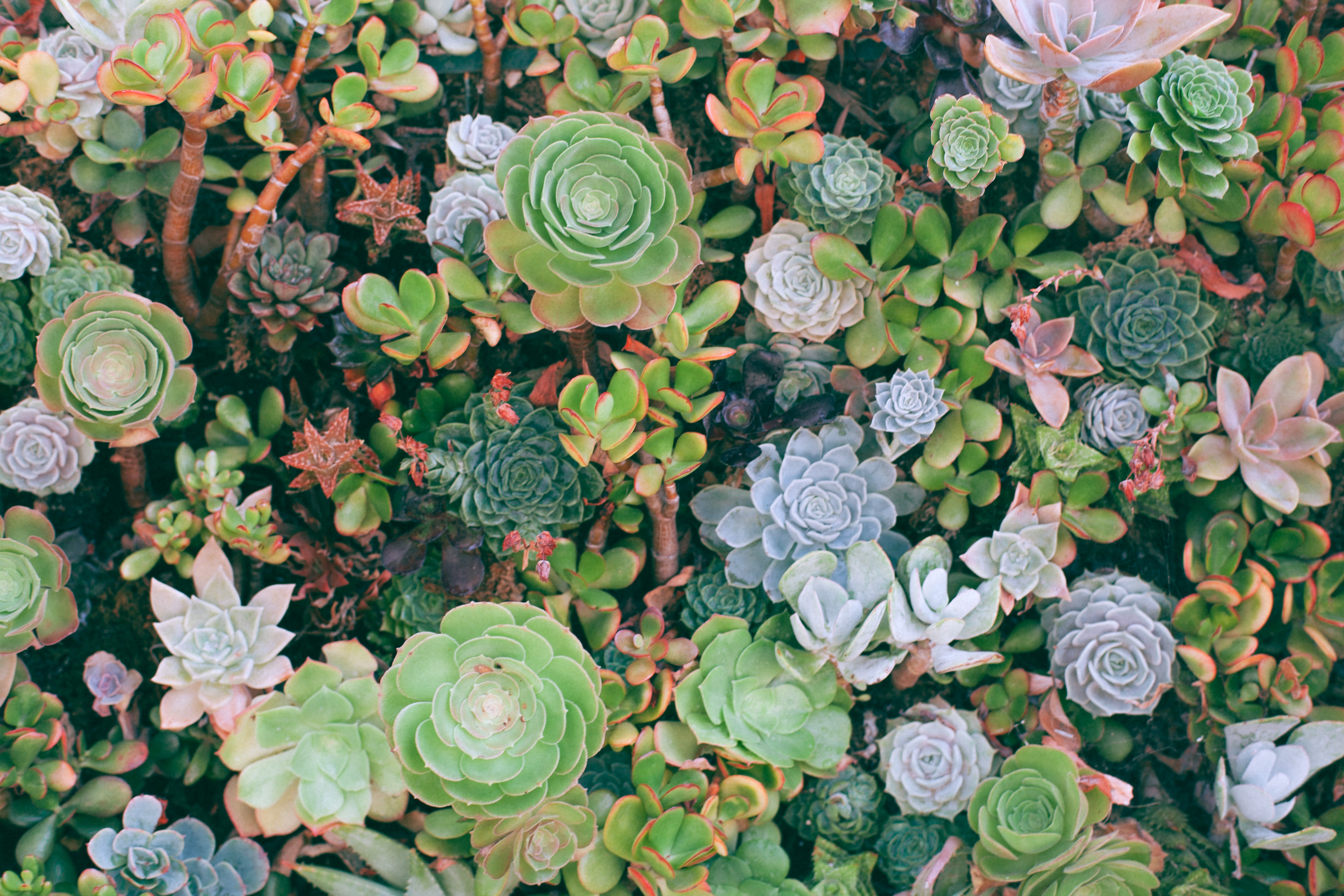 Succulents that are Easy to Keep Alive