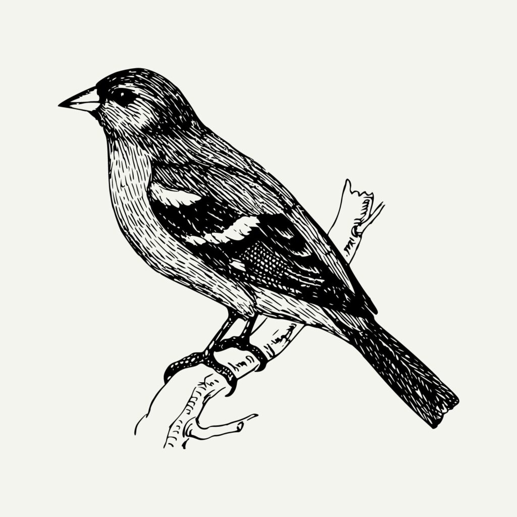 A robin illustration.
